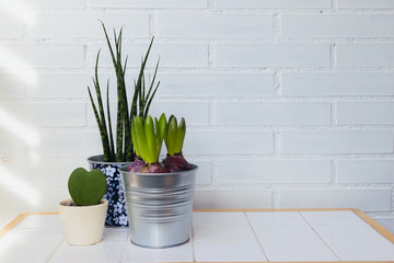 green plants in pots and white brick background with space. Minimalism in deco.