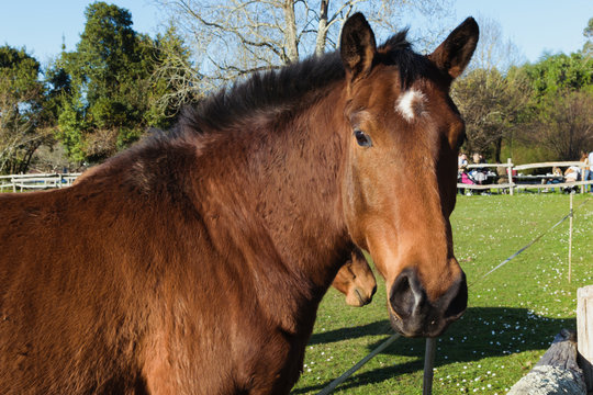 Chestnut horese with a white mark in the forehead portrait 