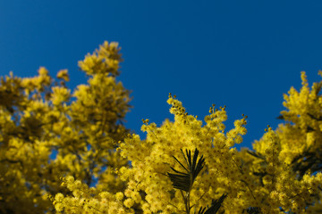 Fototapeta premium mimosa tree yellow flowers on background of blue sky