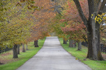 Autumn path