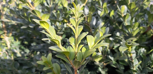 Obraz premium Spring green leaves