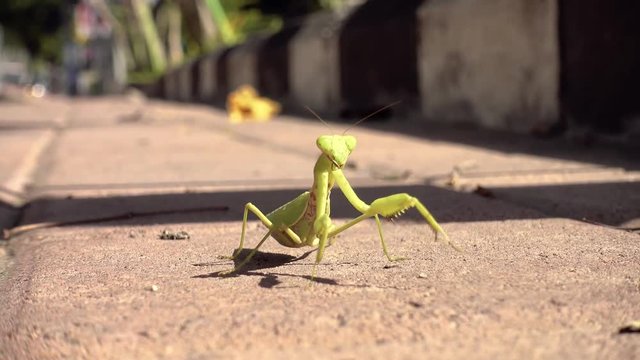 4K NATURE Praying mantis on a sidewalk of a urban street in Kuta, Bali, Indonesia. Wildlife in the city concept