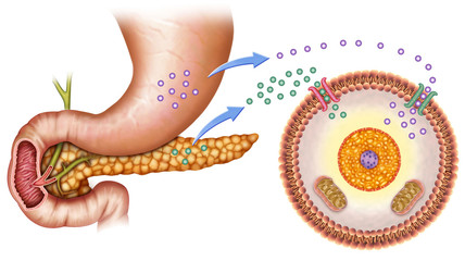 La Glucosa y La Insulina en el cuerpo humano.