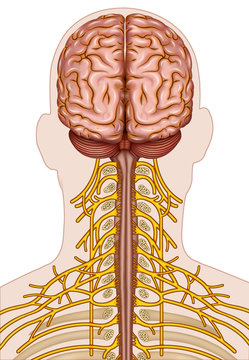 Ramificaci&oacute;n de los nervios cervicales humano