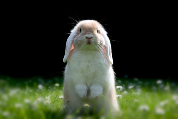 Süßes Kaninchen hält Ausschau zu Ostern / Cute Bunny watching for easter 