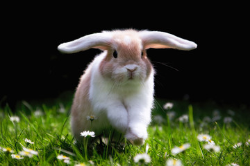 Süßes Kaninchen springt glücklich im Gras zu Ostern / Cute Bunny jumping in Green gras 