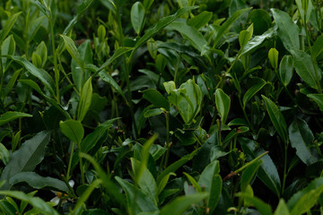 tea plantation sri lanka