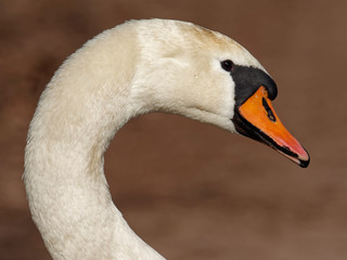 Fototapeta premium Höckerschwan
