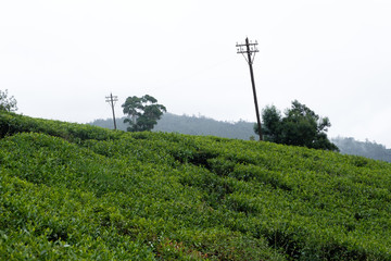 tea plantation sri lanka