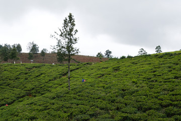 tea plantation sri lanka