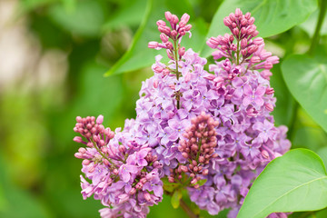 Obraz premium Colourful blooming flowers. Nature and season concept.