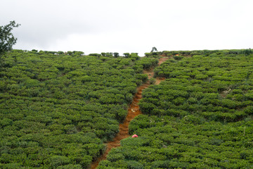 tea plantation sri lanka