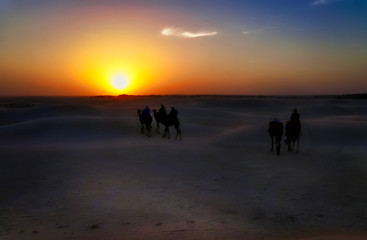 Camel caravan going through desert at sunset.