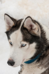 beautiful Husky dogs used for sledding