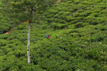 tea plantation sri lanka