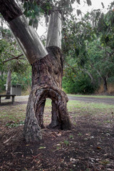 Ancient Gum Tree