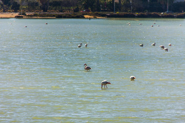 Nature park of Las Salinas lake in Calpe, Spain, with some flamingos. The city is on the background.