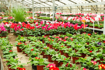 blooming primroses in pots in greenhouse.