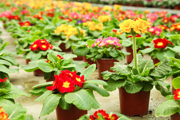 blooming primroses in pots in greenhouse.
