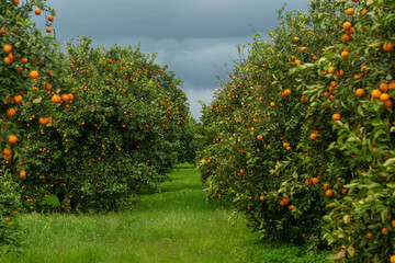 Fototapeta na wymiar orange trees in the garden
