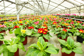 Fototapeta na wymiar blooming primroses in pots in greenhouse.
