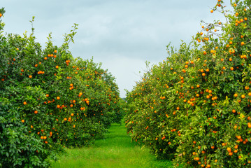 orange trees in the garden - Powered by Adobe