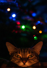 Christmas cat © alex