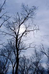 Photo of silhouettes of branches in halloween horror style. 