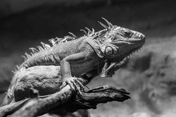 green iguana in the zoo