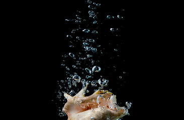 Cockleshell on a black background. Shell in the water. Aquarium with shells. Shell
