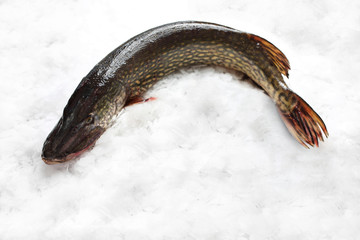 Szczupak świeża ryba na lodzie © foodandcook