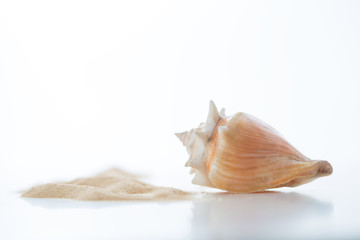 Empty shell of the Florida fighting conch, Strombus alatus sea snail on white