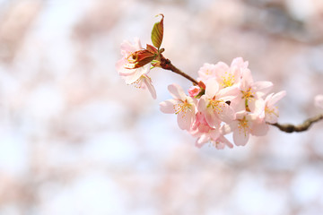 branch of cherry blossoms Sakura. spring time