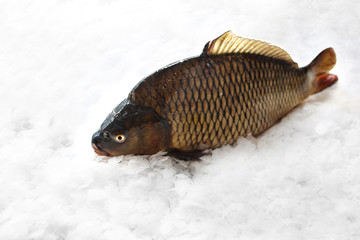 Karp królewski, świeża ryba na lodzie © foodandcook