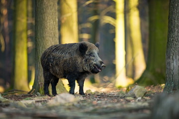 Sus scrofa. The wild nature of the Czech Republic. Free nature. Picture of an animal in nature....