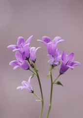 Fioletowe drobne kwiaty © mycatherina