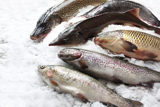 Szczupak, jesiotr, pstrąg,  karp,sum. Świeże ryby na lodzie.