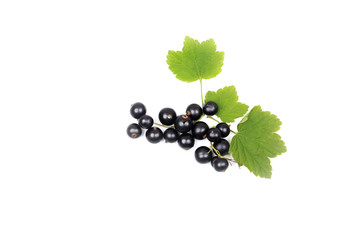 black currant on a branch with leaves isolated on white background