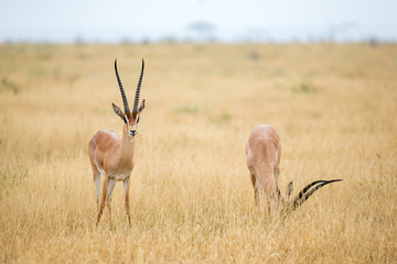 An antelopes in the grassland of the savannah of Kenya