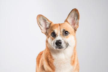 Serious Pembroke Welsh Corgi in studio in front isolated on white background