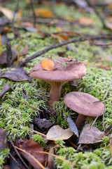 Wild mushrooms in its native growth environment.