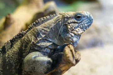 Fototapeta premium iguana in the zoo