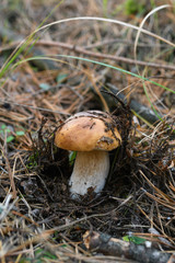 Wild mushrooms in its native growth environment.