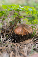 Wild mushrooms in its native growth environment.