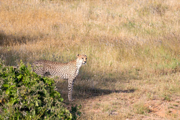 Cheetah in the grassland of the savannah in Kenya