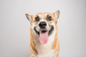 Funny corgi pembroke in studio in front of a white background