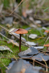 Wild mushrooms in its native growth environment.