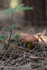 Wild mushrooms in its native growth environment.