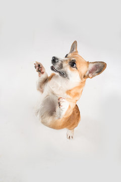 Funny Corgie Dog Standing Up On His Rear Legs On The White Background In Studio