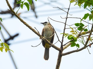 streak-eared bulbul is on the tree.